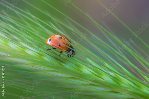ladybug close-up in the morning light