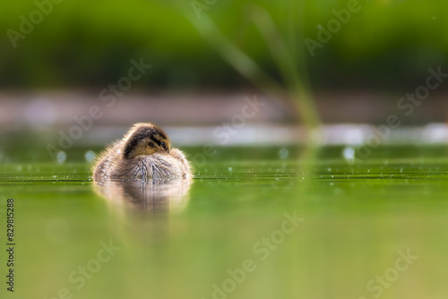 Mallard duckling swimming on the surface of a pond