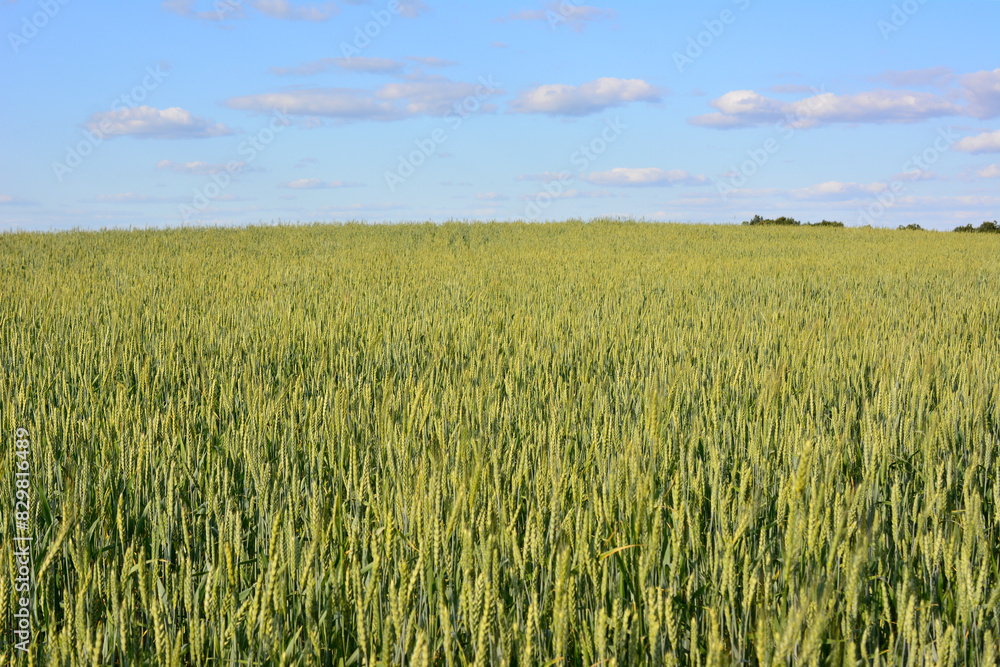 a field of wheat with a blue sky and clouds in the background a field of wheat with a blue sky and clouds in the background