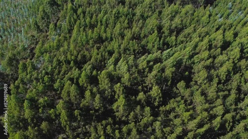 Drone cenital view of windy top of trees. Forest photo