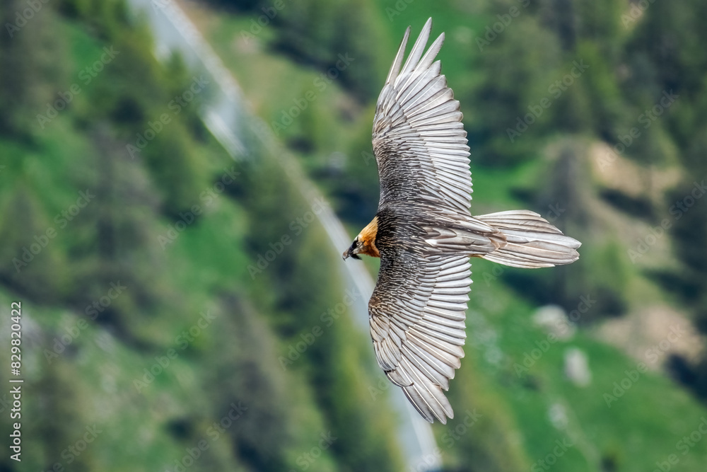 Above view of an adult bearded vulture (Gypaetus barbatus), also known as the lammergeier and ossifrage in flight over the valley on a pring sunny day, Impressive huge bird of prey, Italy. Rare.