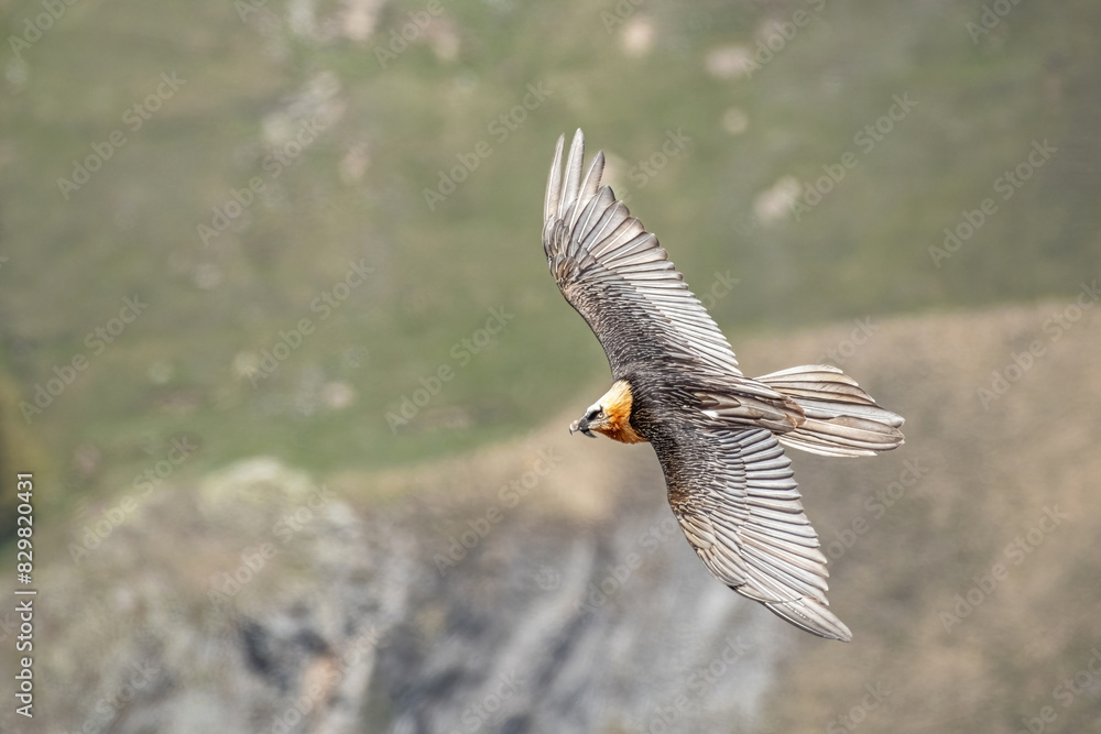 Adult bearded vulture (Gypaetus barbatus), also known as the lammergeier and ossifrage, taken from above, flying over high altitude alpine slopes, Alps Mountains, Italy. Rare bird of prey.
