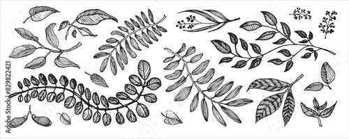 Black and white botanical illustration of various leaves and branches, detailed hand-drawn sketch.