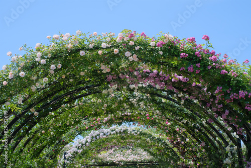 薔薇のトンネル　アーチ
