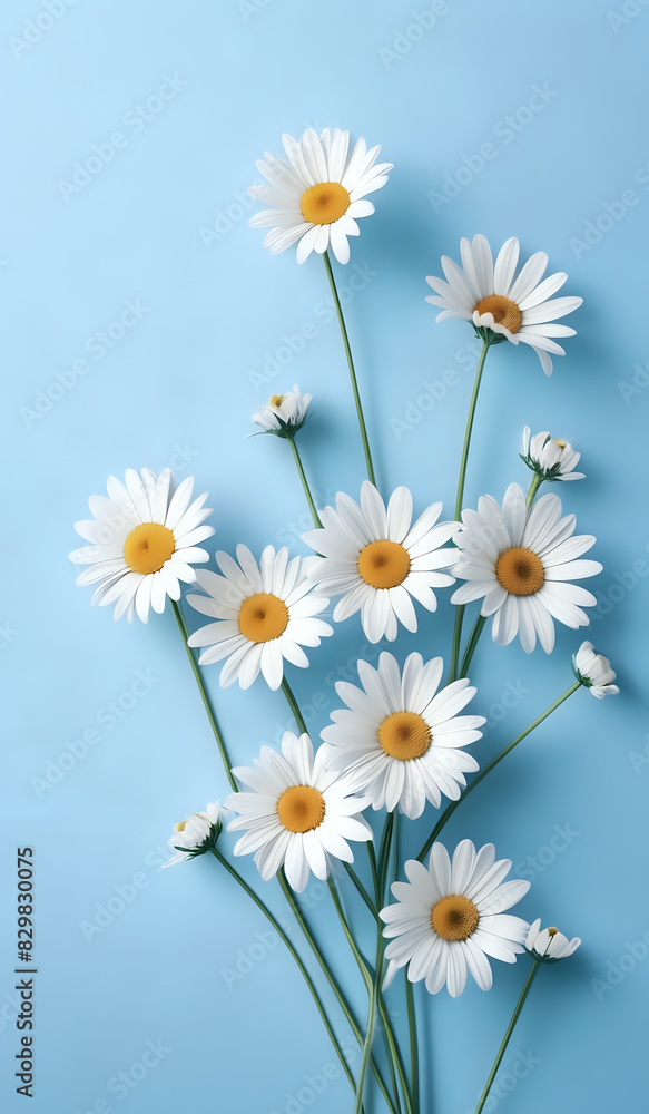 white daisies on a blue pastel paper texture background with copy space white daisies on a blue pastel paper texture background with copy space