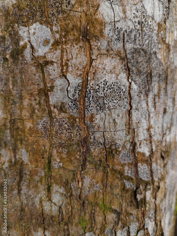 Obraz premium the tree bark surface as background