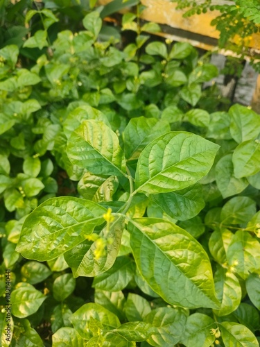 Wallpaper Mural Beautiful green leaves in the Purwakarta area, West Java, Indonesia Torontodigital.ca