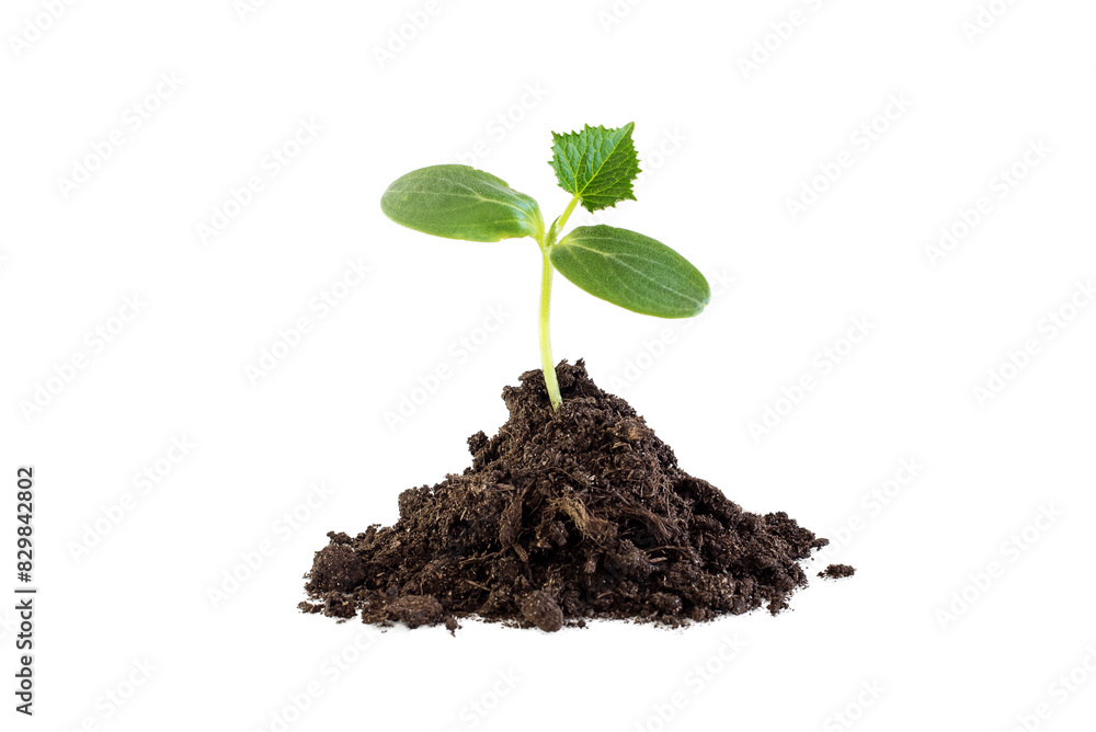 Seedlings of young shoots of cucumbers in a coma of soil on white isolated background