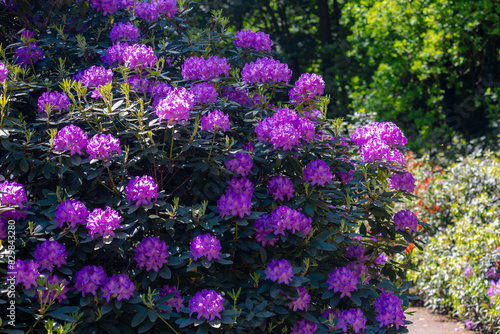 Selective focus of violet purple flower full bloom on the tree with green leaves, Rhododendron is a very large genus of species of woody plants in the heath family, Ericaceae, Nature floral background