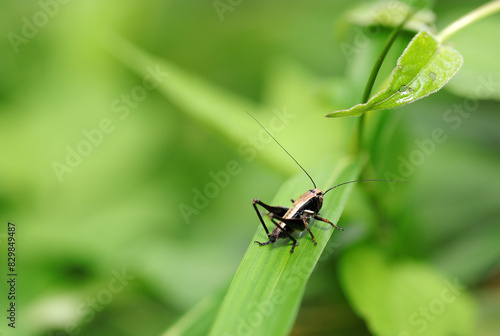ベージュと黒褐色の渋いカラーリングが特徴のヒメギス幼虫（自然光＆ストロボ・マクロレンズ接写）