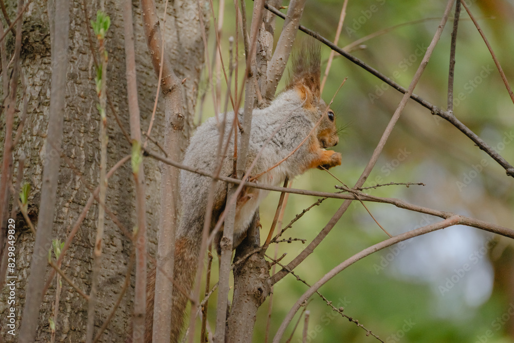 squirrel sitting on a tree eating a nut squirrel sitting on a tree eating a nut