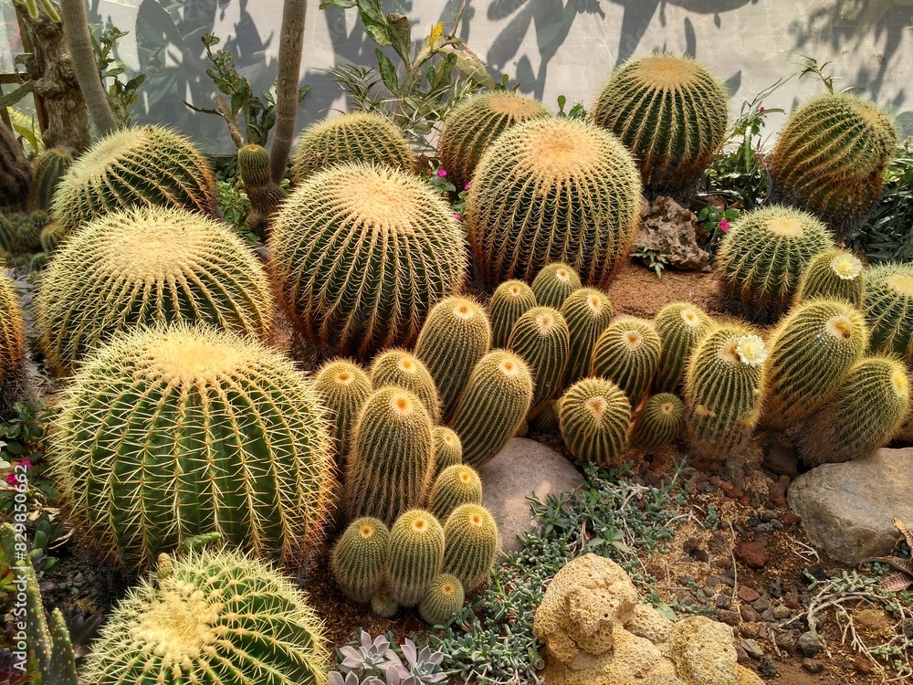 Medium group of Golden barril cactus (Echinocactus grusonii) Medium group of Golden barril cactus (Echinocactus grusonii)