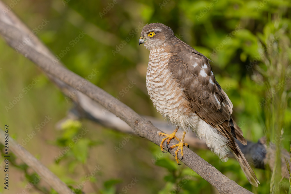 bird of prey bird of prey