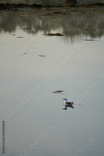 Lesser black-backed gull swimming in quiet water one early morning near the village of Bud, Norway. © Wirestock