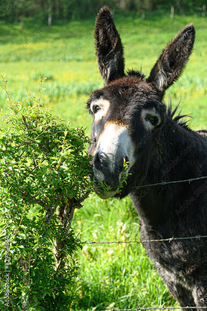 Fototapeta premium Ane tondant la haie