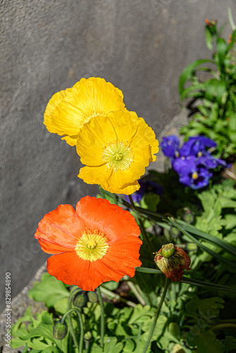 Fleurs jaunes et oranges