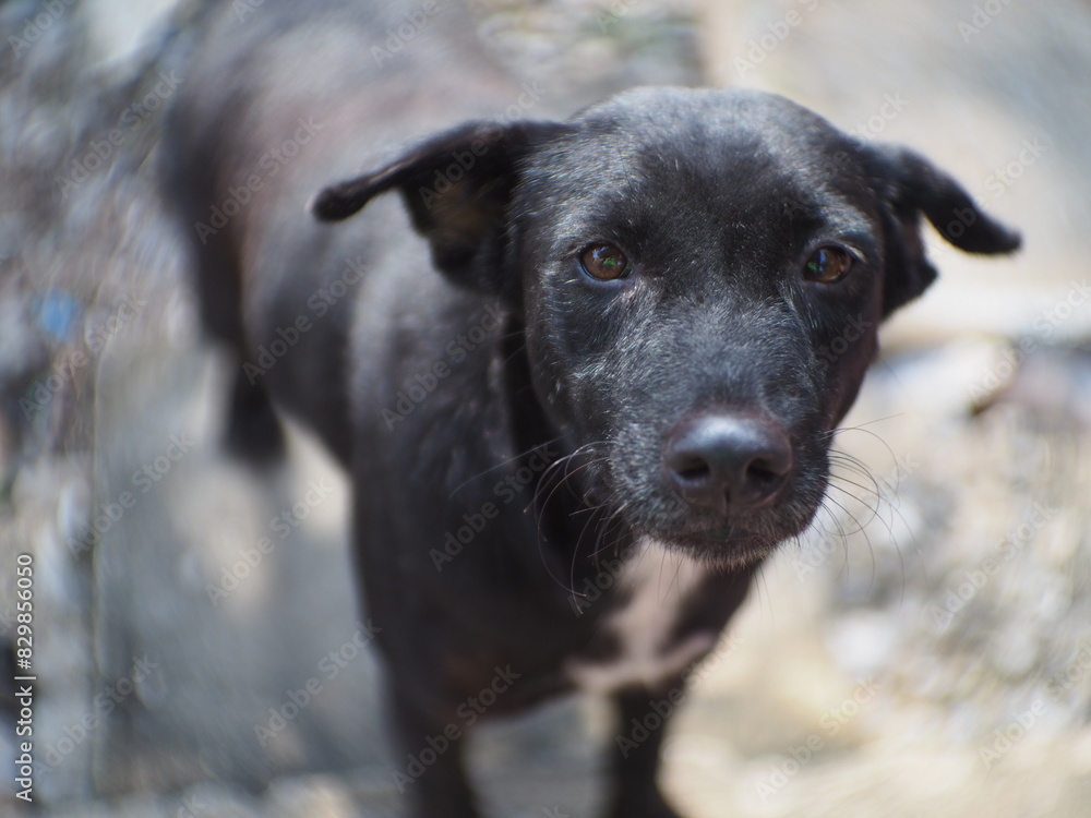 black dog portrait black dog portrait