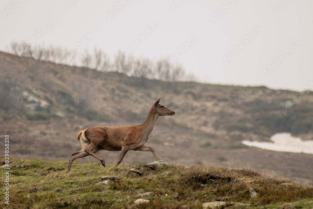 Female red deer (doe - Cervus elaphus) running in an alpine meadow in the Italian Alps on a misty morning, Wild animal.
