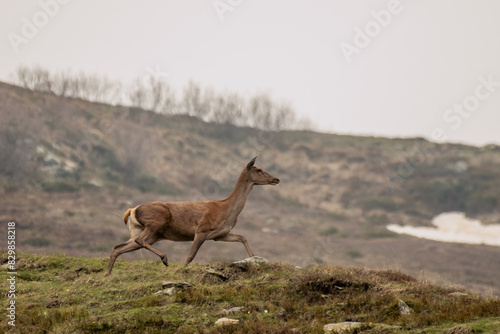 Obraz na płótnie Female red deer (doe - Cervus elaphus) running in an alpine meadow in the Italian Alps on a misty morning, Wild animal. w salonie