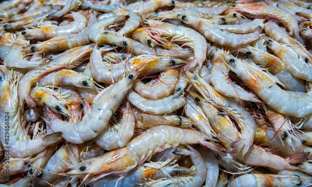 Bandar Abbas market, Iran. Gifts of the sea (oceanic shrimp). Bandar Abbas market, Iran. Gifts of the sea (oceanic shrimp).