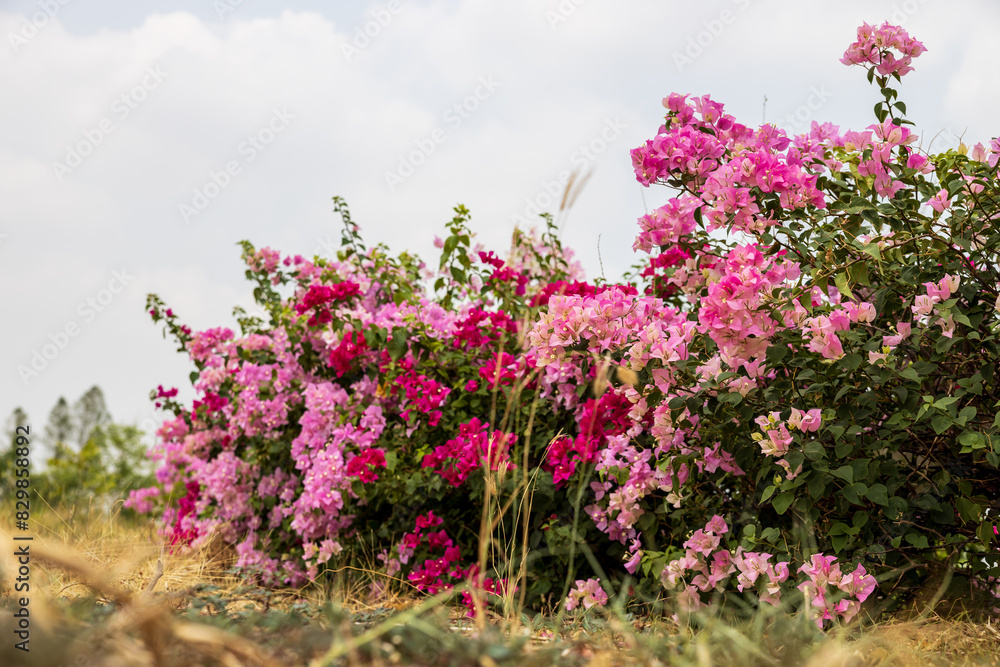 Close-up view of rows of beautiful pink and red bougainvillea flowers. Close-up view of rows of beautiful pink and red bougainvillea flowers.