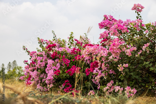 Close-up view of rows of beautiful pink and red bougainvillea flowers.