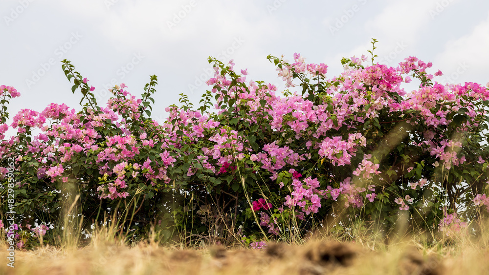 Obraz premium Close-up view of rows of beautiful pink and red bougainvillea flowers.