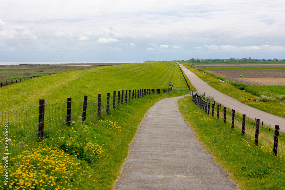 Fototapeta premium Spring landscape, Countryside road with green grass and yellow buttercup flowers along the dyke with blue sky, Dike between polder and Dutch north sea coast, Texel Island, Noord Holland, Netherlands. 