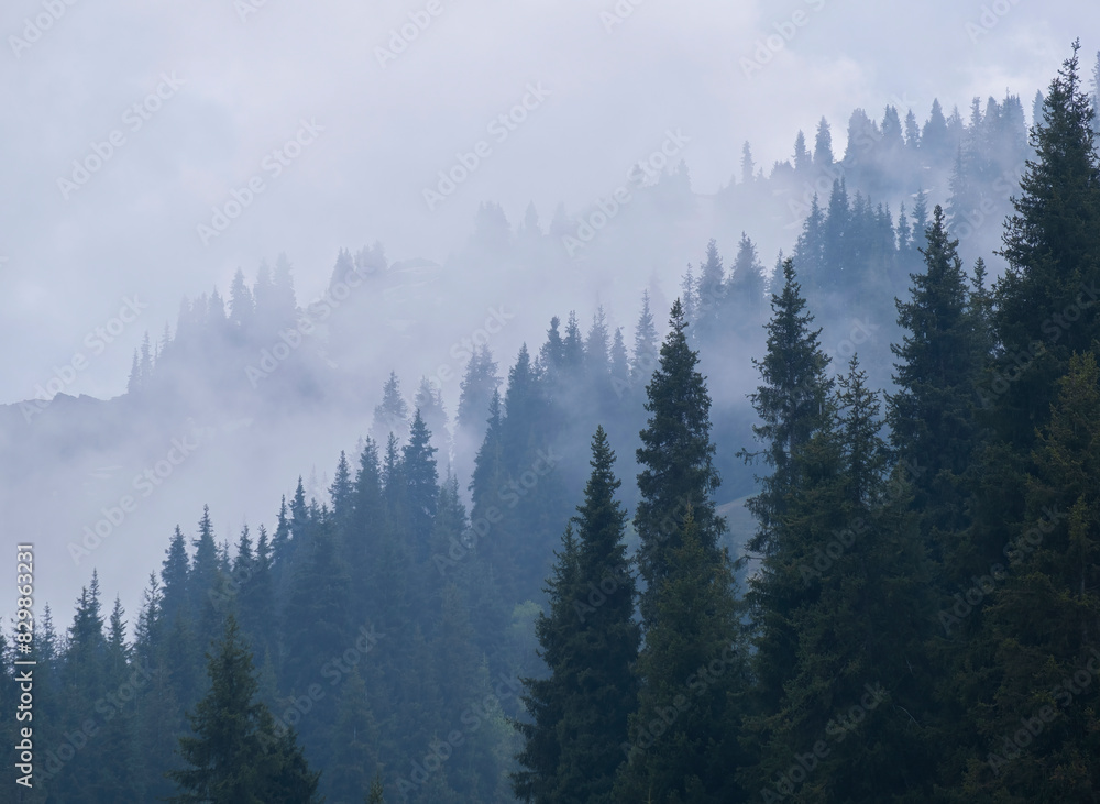 Beautiful natural gradient of misty and ghostly fir trees in the forest on the mountain slopes, clouds give the landscape a watercolor effect