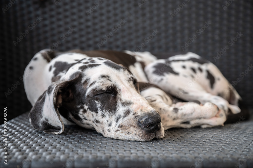 Baby Dogge schlafend auf Korbsessel