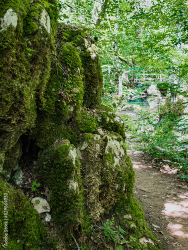 moss on rock in the forest. trail path on the right side