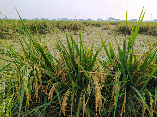 View of rice plants that have collapsed due to bad weather,location in Sukoharjo,Indonesia. photo