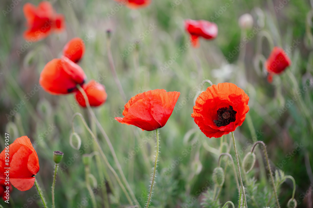 Fototapeta premium Blooming red poppies close-up in spring in the month of May during sunset.