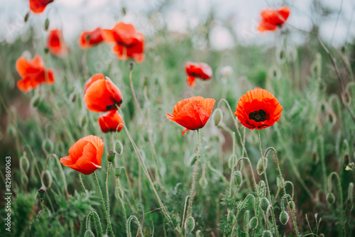 Blooming red poppies close-up in spring in the month of May during sunset.