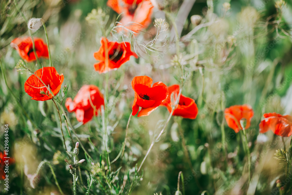 Fototapeta premium Blooming red poppies close-up in spring in the month of May during sunset.