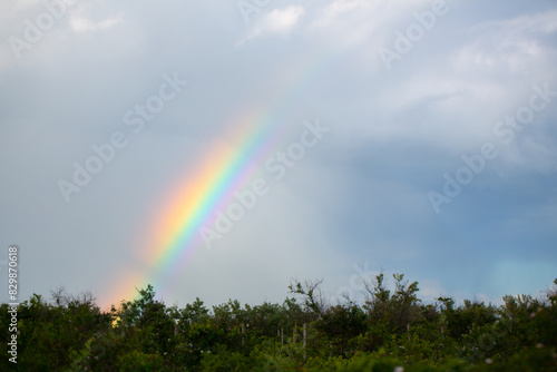 Obraz na plátně Rainbow on a background of blue sky and green trees