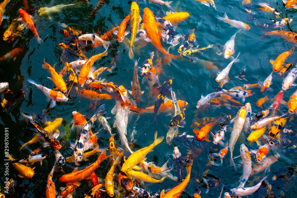 Φωτογραφία There are many colorful Japanese carp fish swimming in the water