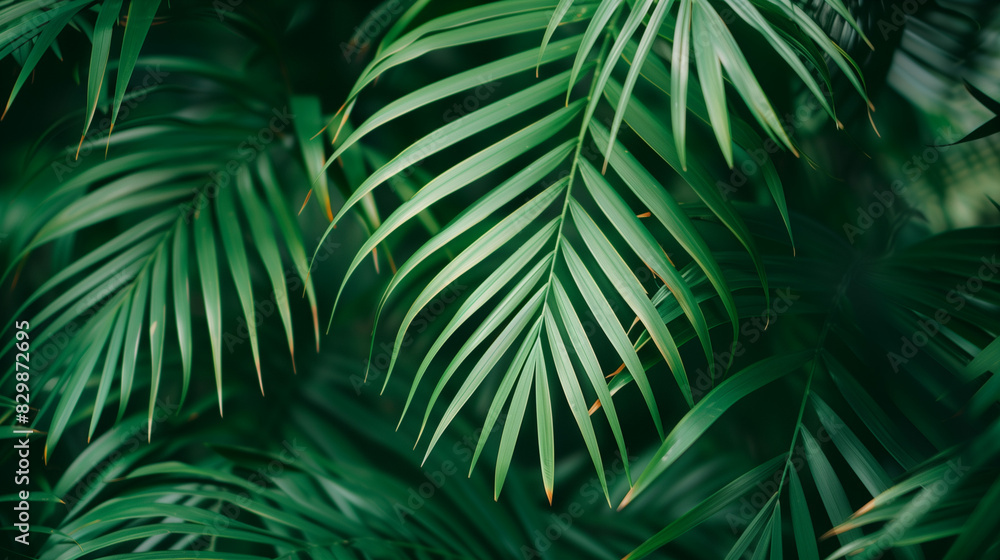 Fototapeta premium A tranquil setting with palm branches in the background, where delicate leaves gently sway in the wind.