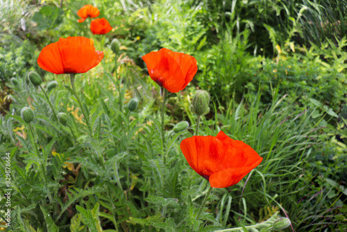 summer landscape. red poppies among green grass in a city park