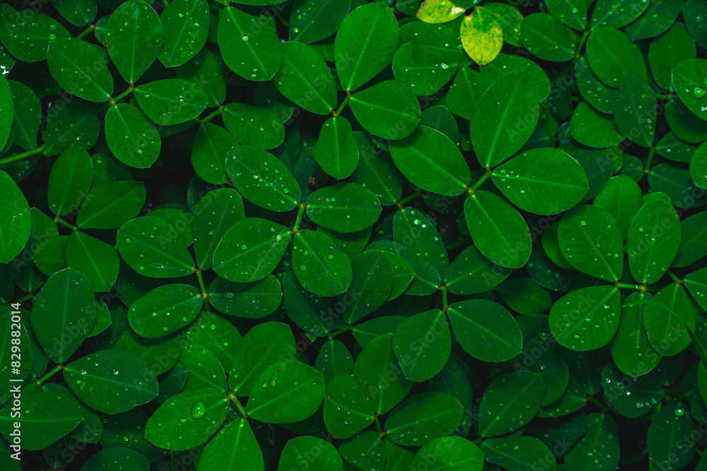 Vibrant green leaves adorned with water droplets, showcasing nature’s intricate textures and patterns.