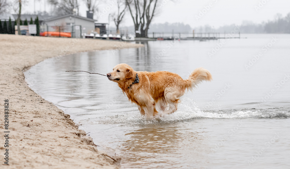 Cheerful Golden Retriever Runs Through Water Along River Bank, Splashing In Autumn Cheerful Golden Retriever Runs Through Water Along River Bank, Splashing In Autumn