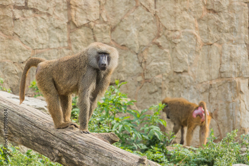 Photography yellow baboon, adult, male, female, Papio cynocephalus, monkey, ape, couple, spe