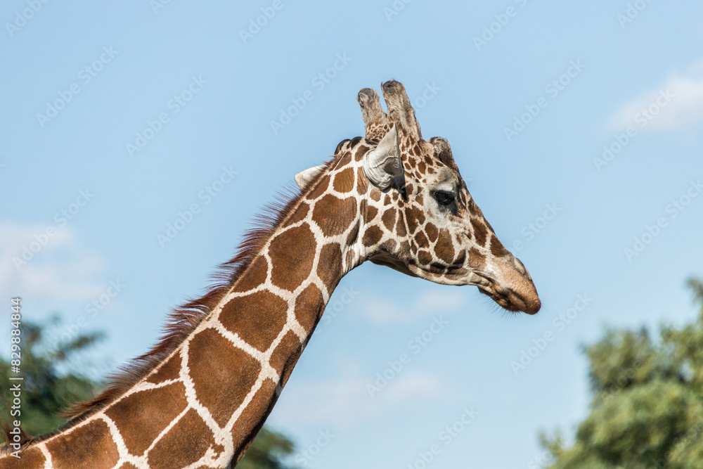 the head of a walking giraffe against the blue sky, Giraffa tippelskirchi, Masai giraffe, camelopardalis, Kilimanjaro giraffe, mammal, tall, neck, head, brown the head of a walking giraffe against the blue sky, Giraffa tippelskirchi, Masai giraffe, camelopardalis, Kilimanjaro giraffe, mammal, tall, neck, head, brown