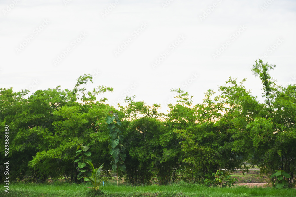 Fototapeta premium Bright green leaves at sunset
