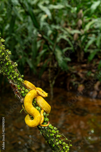 Eyelash viper (Bothriechis schlegelii) in the rainforest of Costa Rica - stock photo
