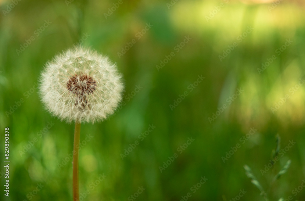 Summer background of dandelion at the nature