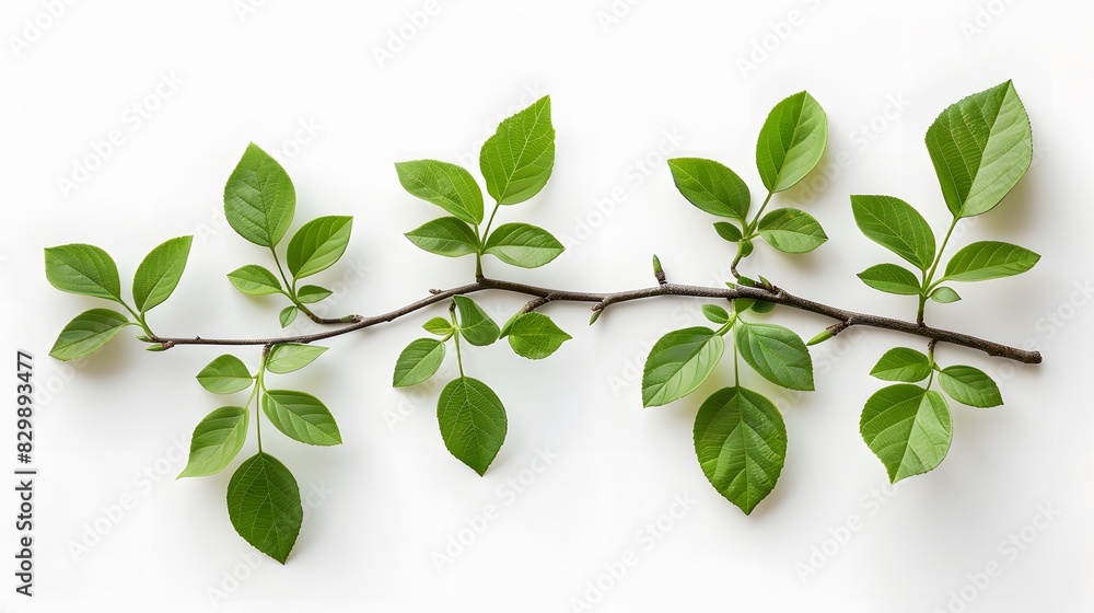 A branch of MAHogany tree with green leaves on white background, flat lay.