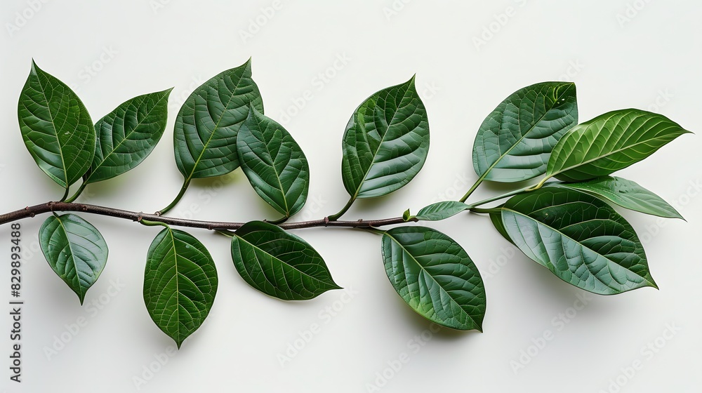 Fototapeta premium A branch of MAHogany tree with green leaves on white background, flat lay.