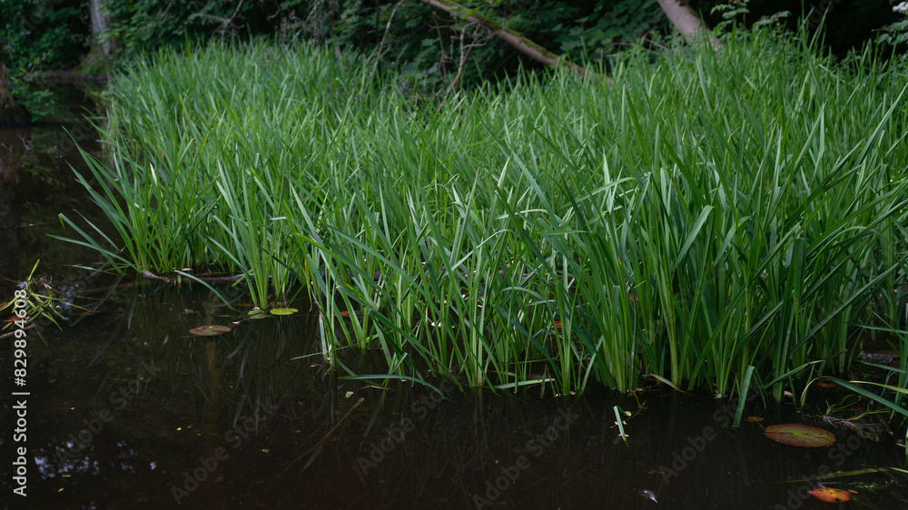 Fototapeta premium Schilf Wasser Pflanzen Teich Weiher Wald umwelt hintergrund hintergründe