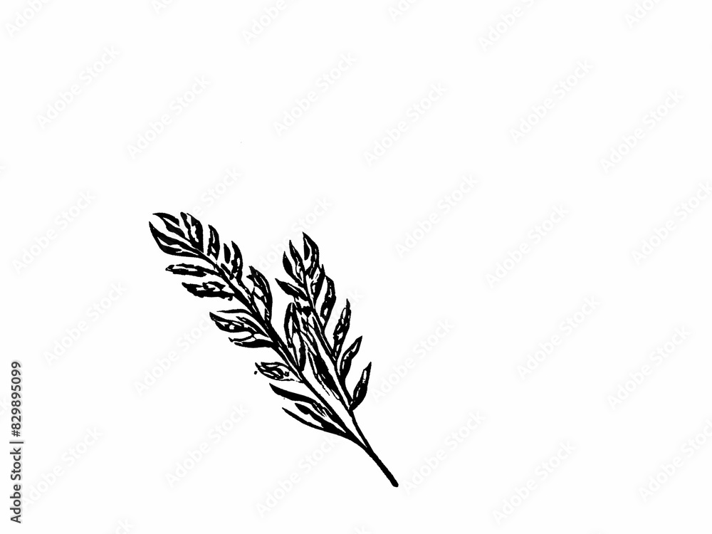 wheat isolated on white background wheat isolated on white background